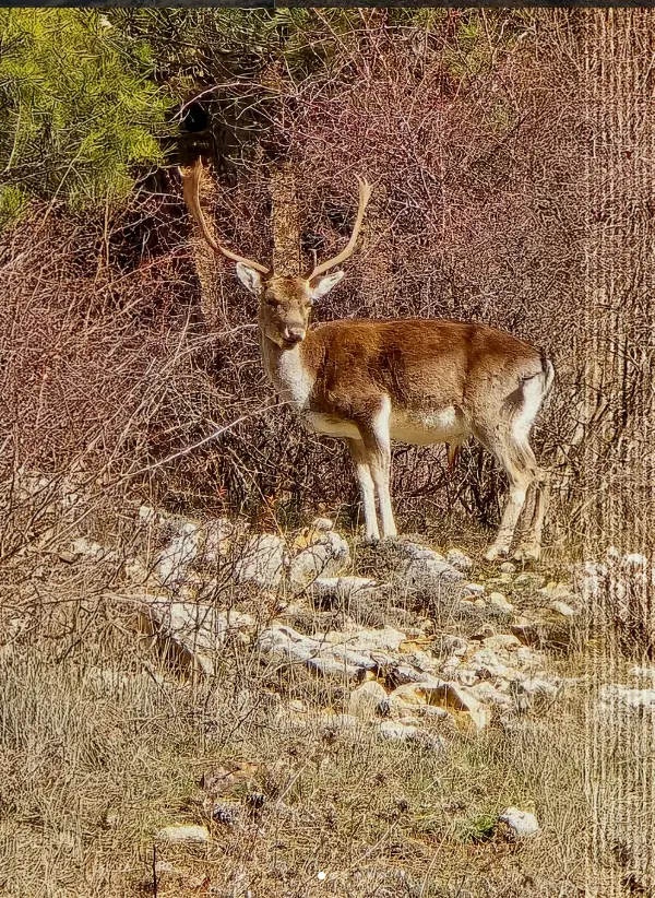 Gamo entre la vegetación del territorio