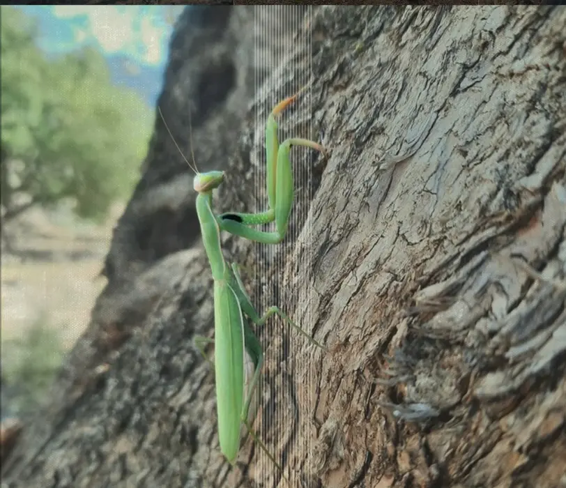 Mantis religiosa en el tronco de un olivo