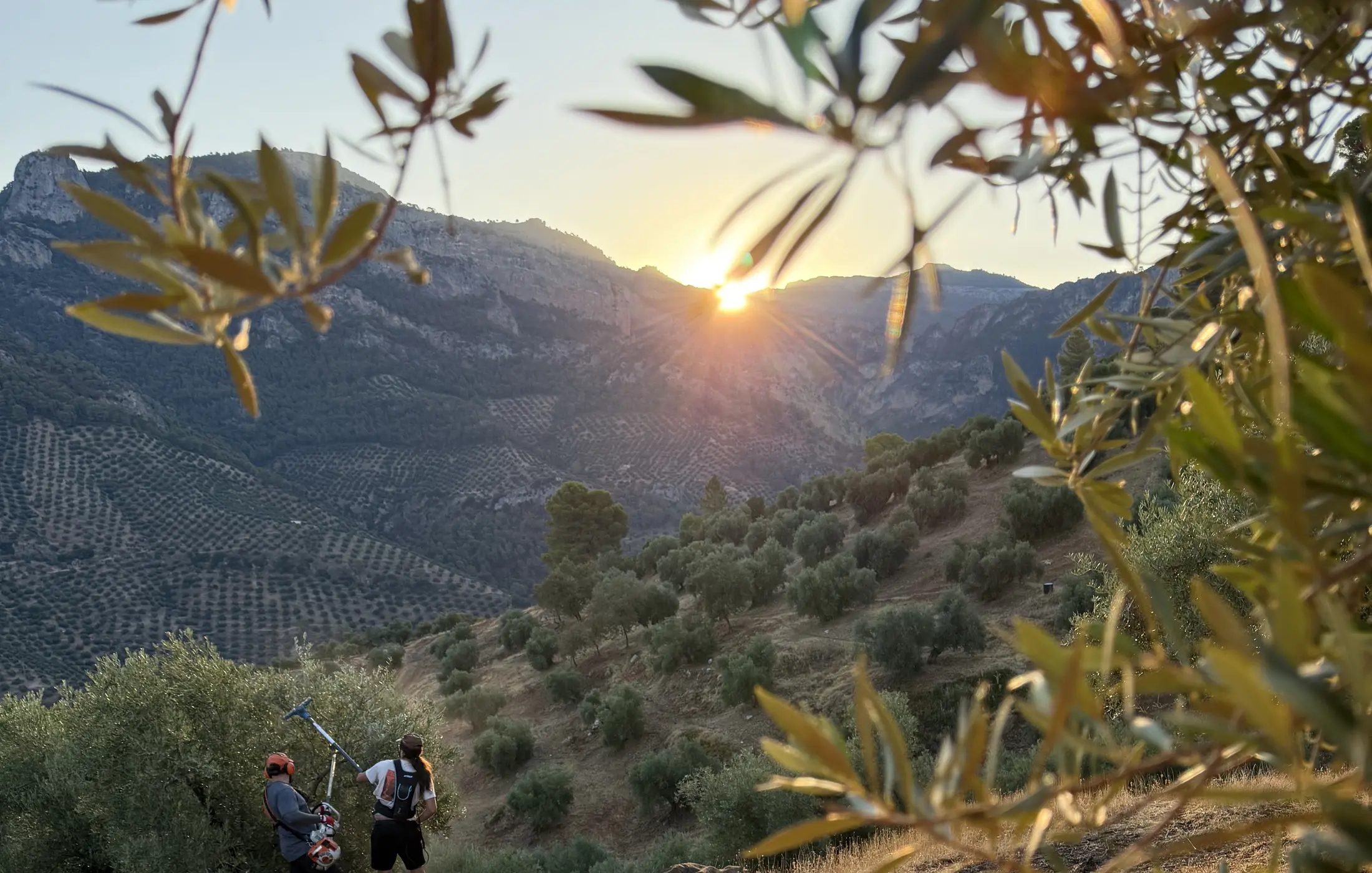 Amanecer en el olivar de montaña de La Osera