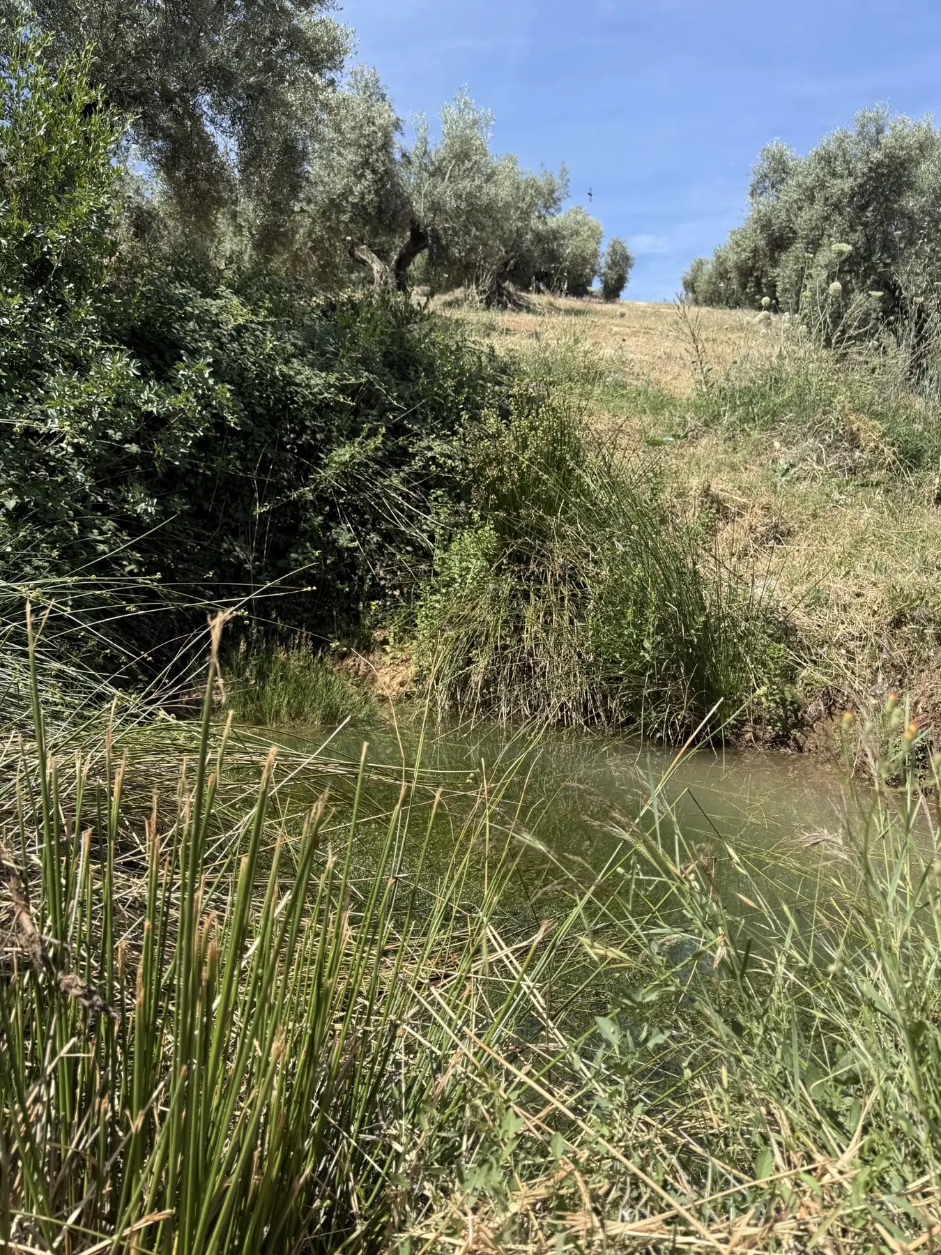 Charca alimentada por un nacimiento natural de agua entre los olivos de La Osera