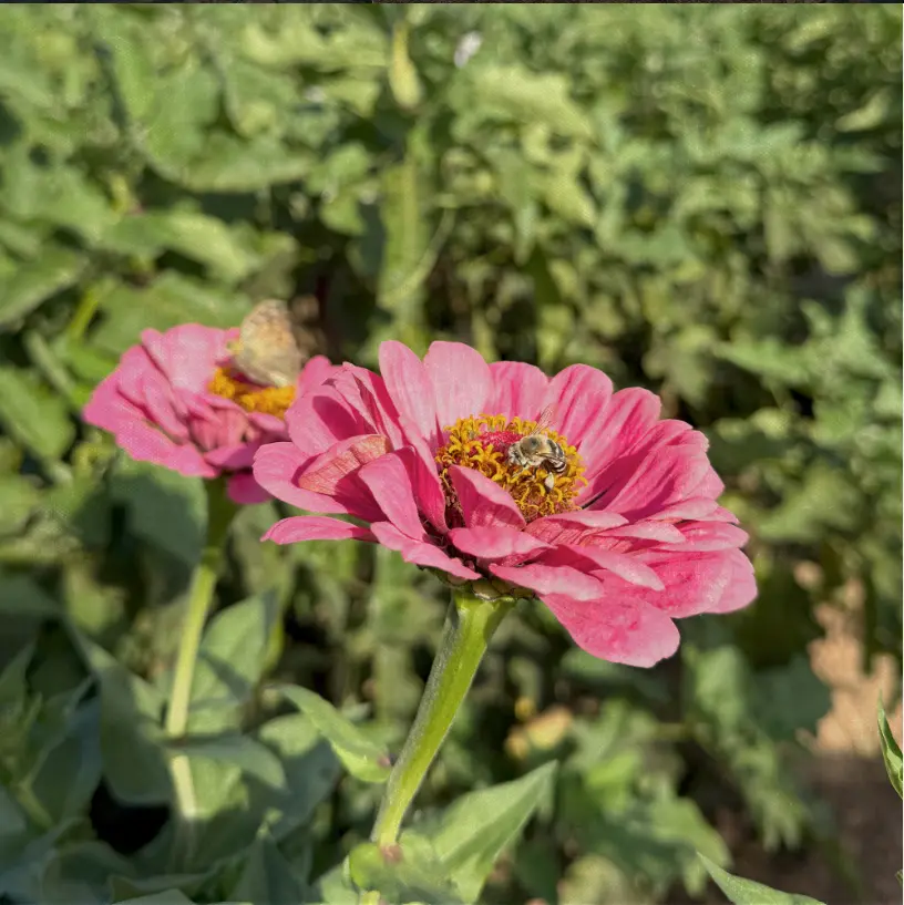 Abeja sobre una flor en La Osera