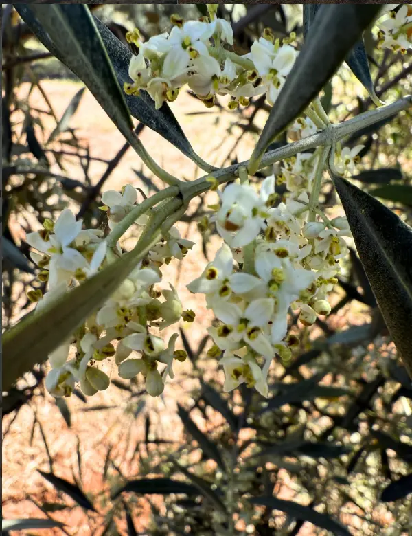 Floración del olivo en La Osera
