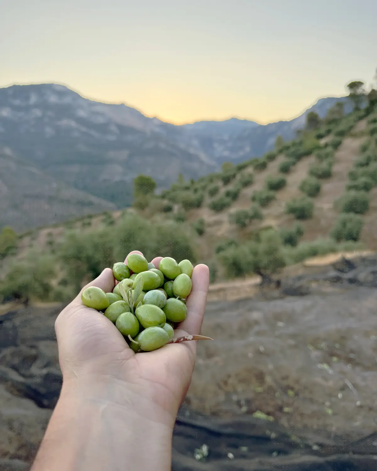 Mano sosteniendo aceitunas recién recogidas en la finca
