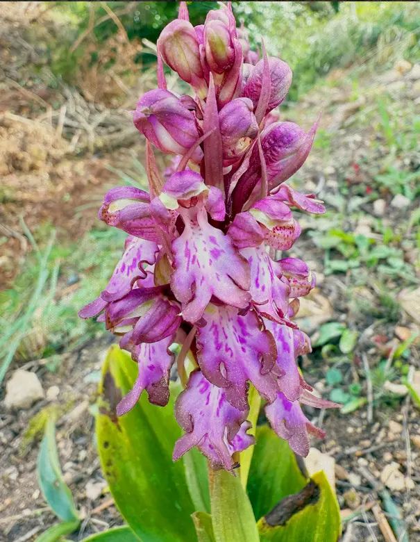 Orquídea silvestre en La Osera