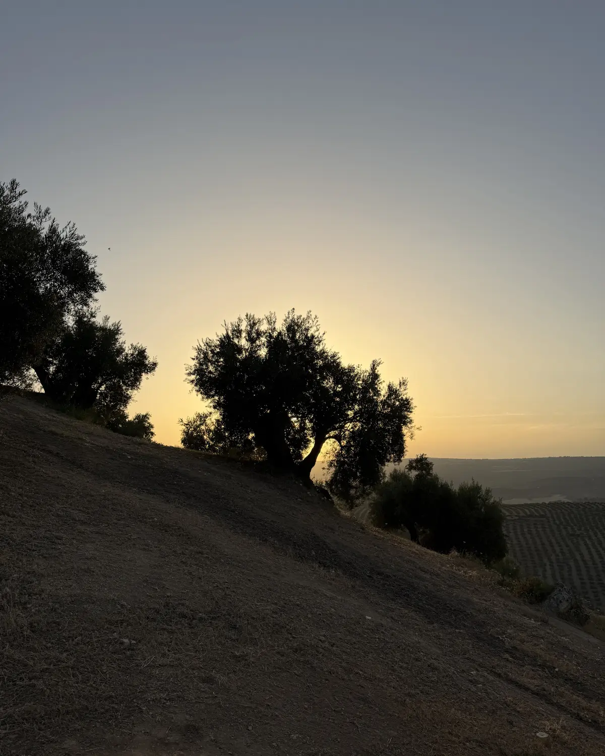 Olivos cultivados sobre una ladera pronunciada