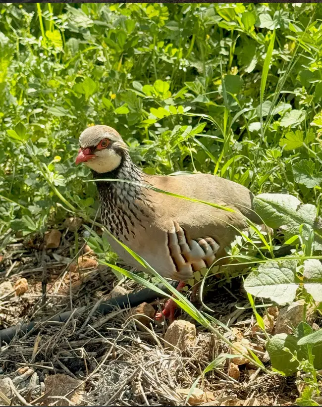 Perdiz entre la vegetación de la finca