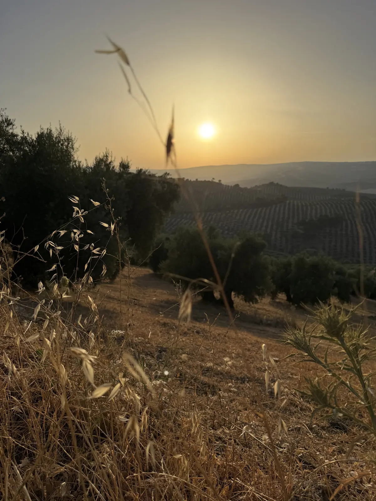 Olivar de La Osera al atardecer