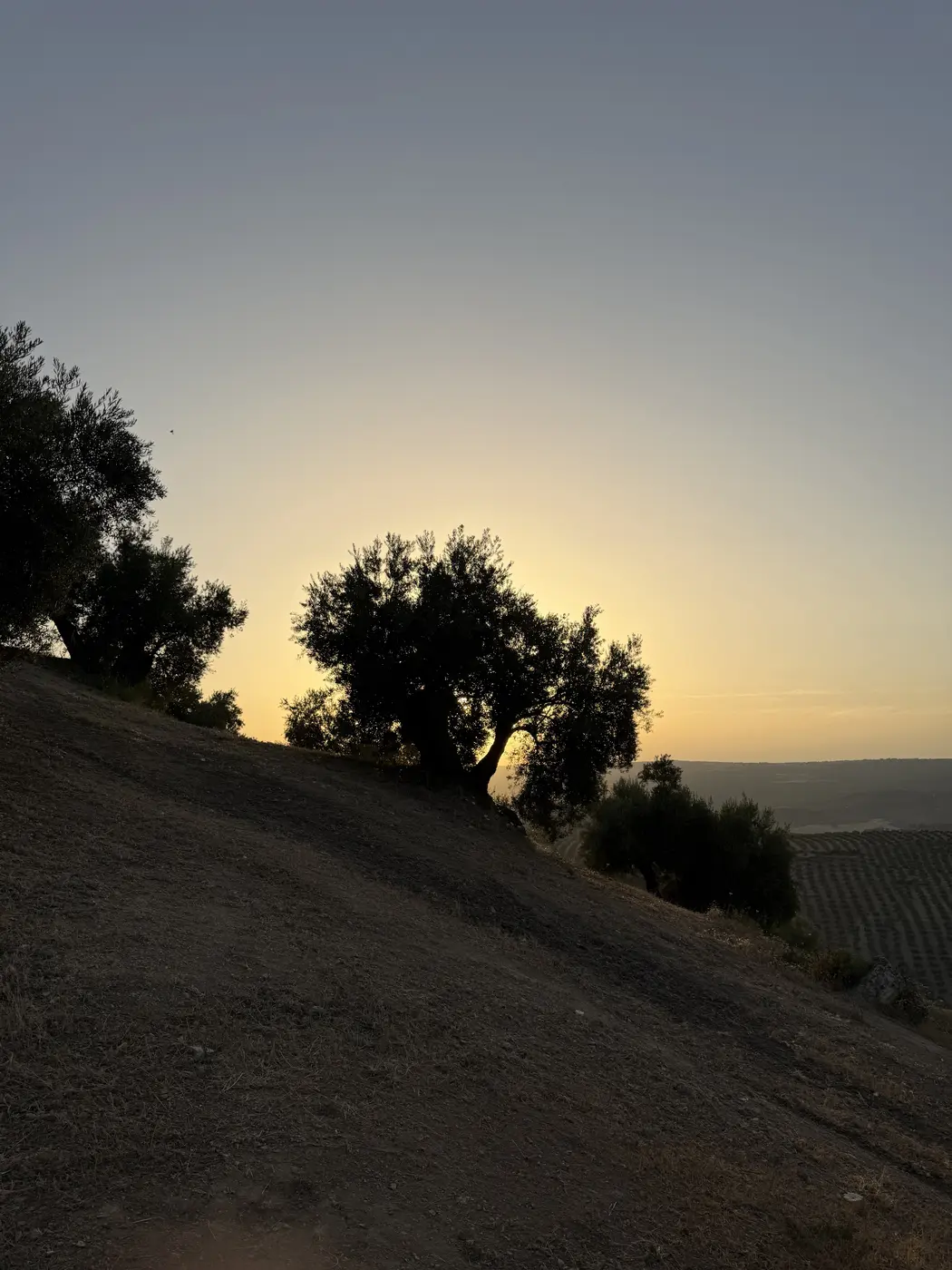 Olivos de La Osera al caer el sol
