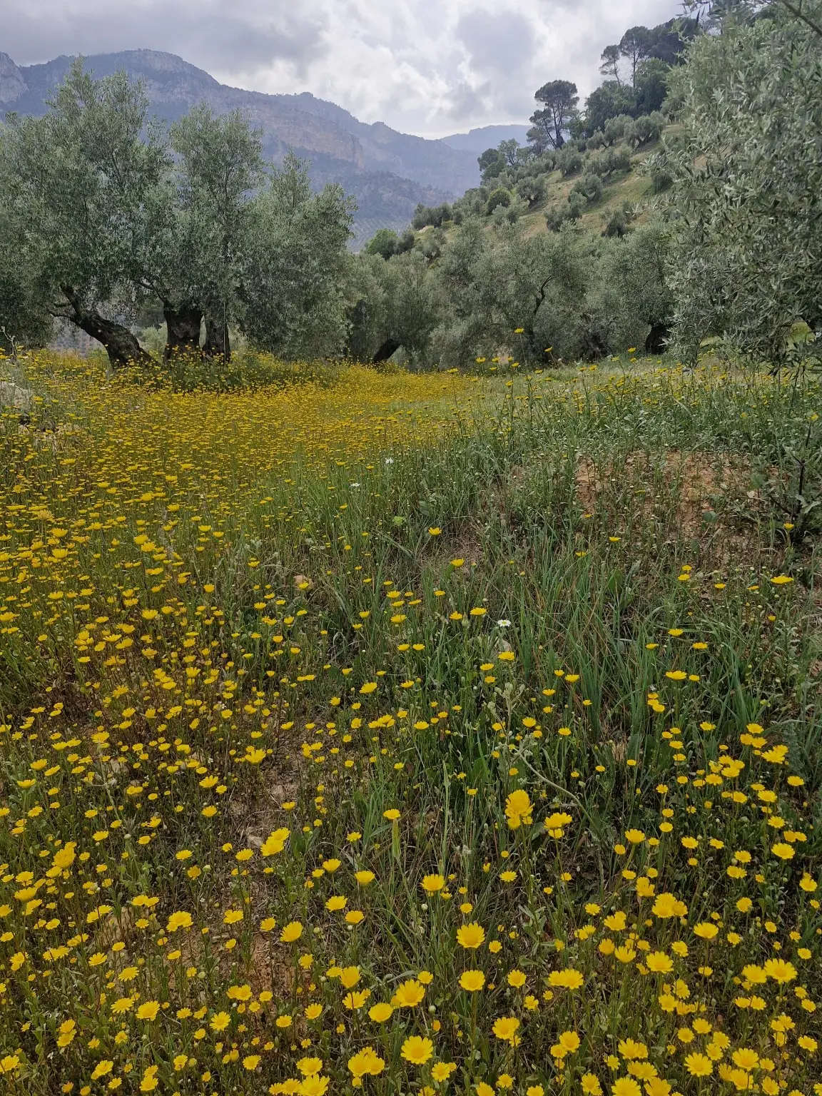 Floración de primavera entre los olivos de La Osera