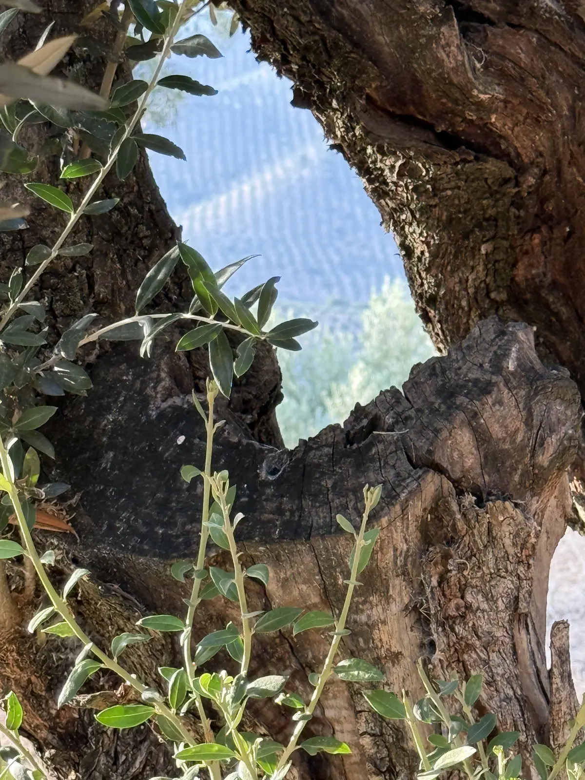 Interior hueco de un olivo centenario con ramas jóvenes