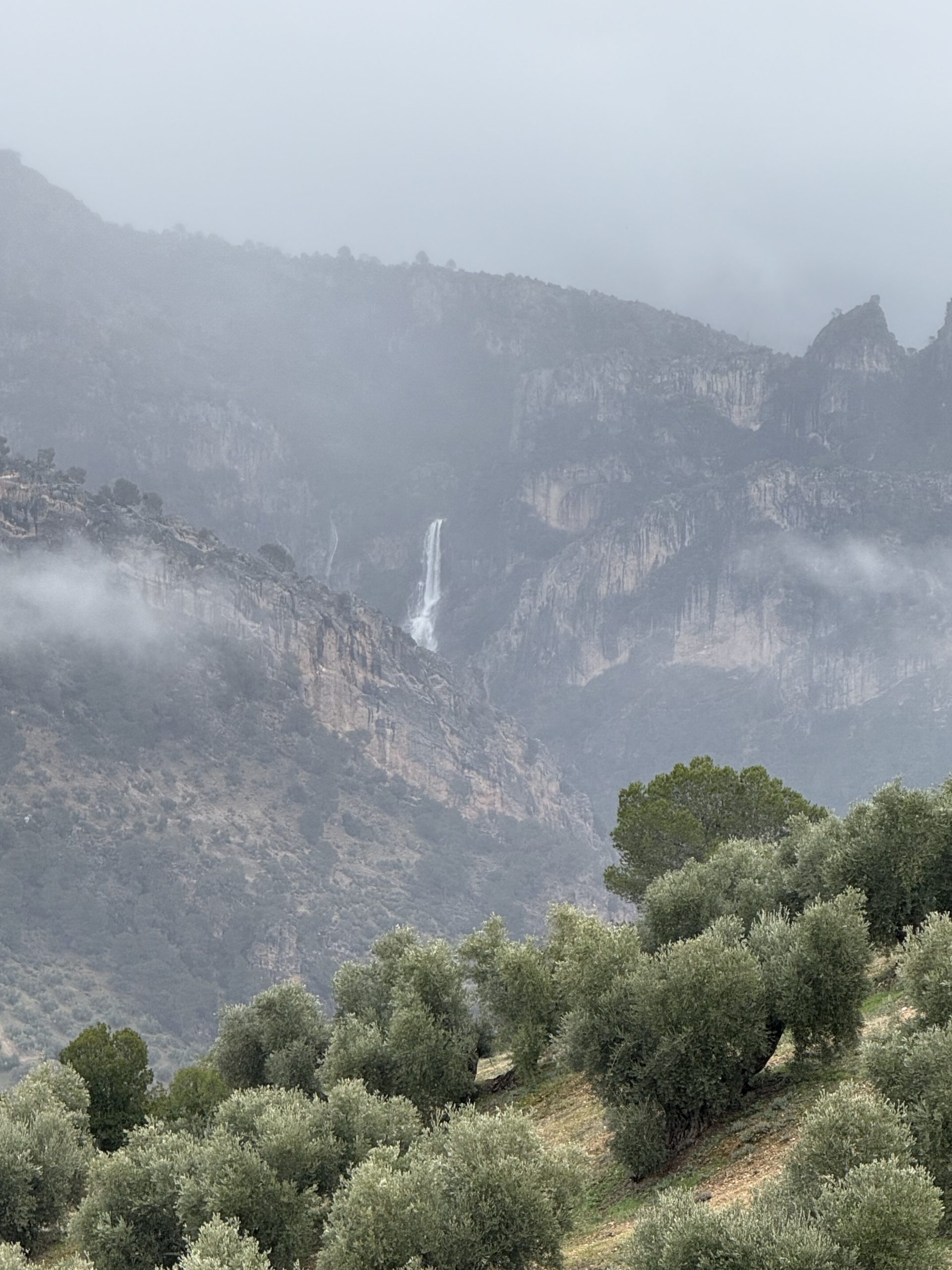 Olivar de montaña en el Parque Natural de las Sierras de Cazorla, Segura y Las Villas